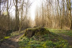 Wurzelstock entfernung münchen